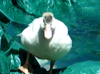 Becco02.jpg Becco02.jpg