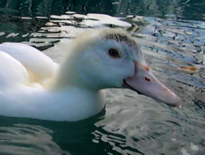 Becco03.jpg Becco03.jpg