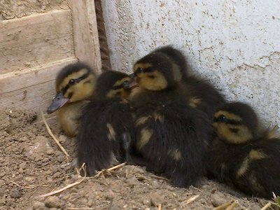 29052012630.jpg (235.89 KiB) Osservato 769 volte 29052012630.jpg