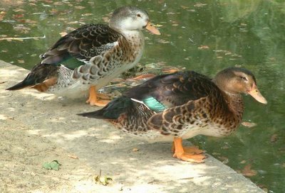 1191.jpg (58.95 KiB) Osservato 685 volte 1191.jpg