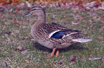 MD-s02.jpg (214.34 KiB) Osservato 1511 volte MD-s02.jpg