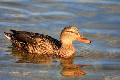 kacica-diva-anas-platyrhynchos.jpg (128.96 KiB) Osservato 1511 volte kacica-diva-anas-platyrhynchos.jpg