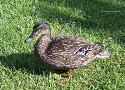 Anas-platyrhynchosF2391(c)BNSullivan.jpg (191.07 KiB) Osservato 563 volte Anas-platyrhynchosF2391(c)BNSullivan.jpg