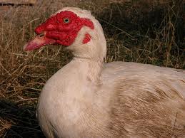 Questa è la testa di un maschio di ceppo commerciale / testa anatra muta commerciale.jpg testa anatra muta commerciale.jpg