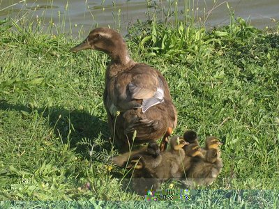 nella prateria - IMG_7816.jpg (185.78 KiB) Osservato 905 volte nella prateria - IMG_7816.jpg