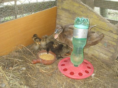 a casa - IMG_7819.jpg (148.62 KiB) Osservato 905 volte a casa - IMG_7819.jpg