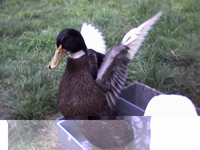 la foto non è granchè / Fotografie-0026.jpg Fotografie-0026.jpg