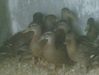 IMG00139-20120603-1744.jpg (52.75 KiB) Osservato 956 volte IMG00139-20120603-1744.jpg