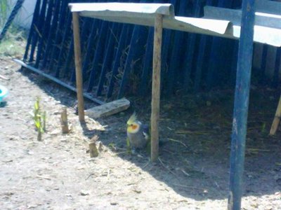 29052011267.jpg (49.35 KiB) Osservato 1612 volte 29052011267.jpg