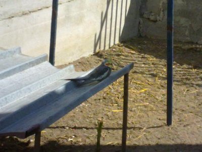 30052011268.jpg (46.65 KiB) Osservato 1612 volte 30052011268.jpg