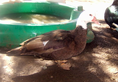 kids%20and%20ducks%20march%2009%20004.jpg (330.73 KiB) Osservato 1888 volte kids%20and%20ducks%20march%2009%20004.jpg