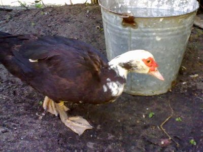 100520121036.jpg (52.5 KiB) Osservato 1887 volte 100520121036.jpg