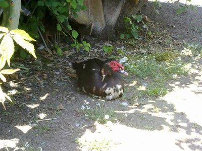 100520121023.jpg (70.71 KiB) Osservato 1887 volte 100520121023.jpg