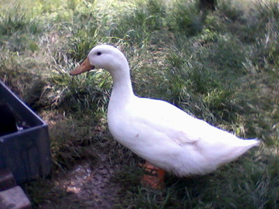 Fotografie-0020.jpg (96.31 KiB) Osservato 675 volte Fotografie-0020.jpg