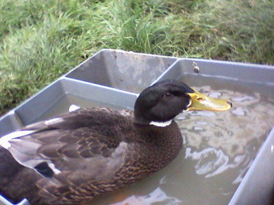 Fotografie-0024.jpg (93.14 KiB) Osservato 675 volte Fotografie-0024.jpg