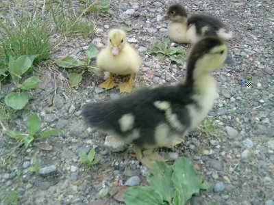 Ottavio, Augusto il II° E Willy / Resize_P080612_17.29.jpg Resize_P080612_17.29.jpg