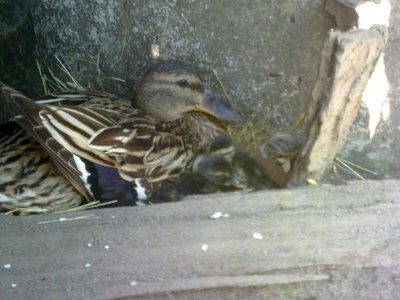 germani / 150620121226.jpg 150620121226.jpg