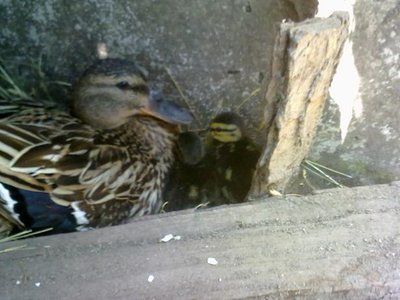 germani / 150620121227.jpg 150620121227.jpg