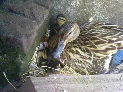 germani / 150620121229.jpg 150620121229.jpg