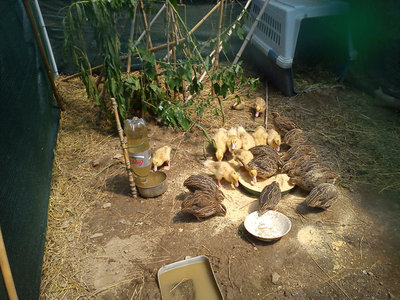 bndf.jpg (305 KiB) Osservato 1093 volte bndf.jpg