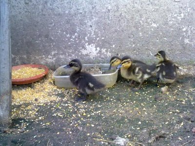 230620121265.jpg (71.81 KiB) Osservato 763 volte 230620121265.jpg