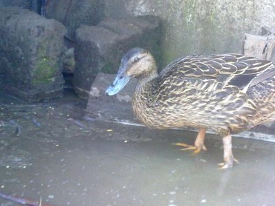 Ecco la madre di quello scuro / 100520121028.jpg 100520121028.jpg