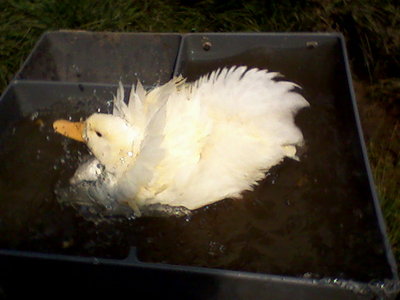 Fotografie-0017.jpg (59.43 KiB) Osservato 786 volte Fotografie-0017.jpg