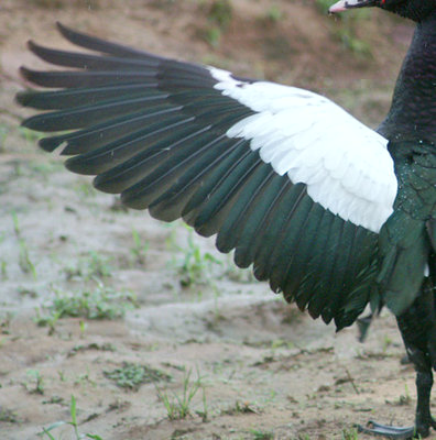 fascia.jpg (97.32 KiB) Osservato 1073 volte fascia.jpg