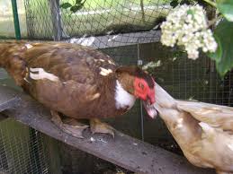 imagesCAYY1HRD.jpg imagesCAYY1HRD.jpg