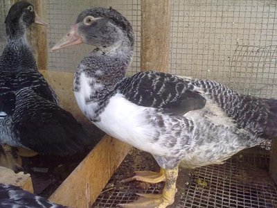 Questo è quello che al 100% è maschio secondo me / 070720121307.jpg 070720121307.jpg