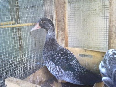 ED ECCO QUELLA NON IDENTIFICATA,COSA E' SECONDO VOI? / 070720121306.jpg 070720121306.jpg