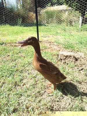 Lei / 20120708_102706.jpg 20120708_102706.jpg