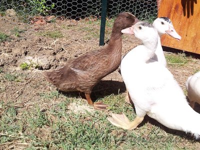 Altra foto / 20120708_102645.jpg 20120708_102645.jpg