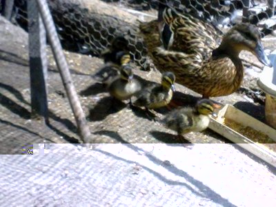 170620121241.jpg (63.33 KiB) Osservato 1518 volte 170620121241.jpg