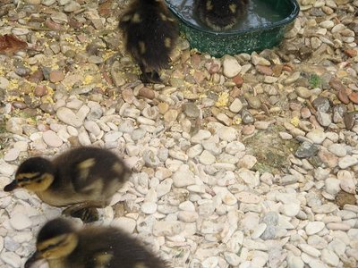 anatr2.JPG (109.13 KiB) Osservato 1150 volte anatr2.JPG