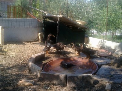 questa èla vecchia vasca / 04072012779.jpg 04072012779.jpg