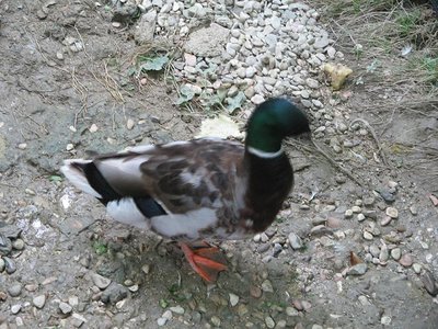 gastonino.JPG (120.54 KiB) Osservato 646 volte gastonino.JPG