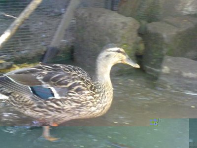 Eccola, in questa foto forse non sembra ma è minuscola / Svolazzatrice.jpg Svolazzatrice.jpg