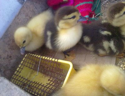 Devo dire che con questo si bagnano di meno :D / 030820121566.jpg 030820121566.jpg