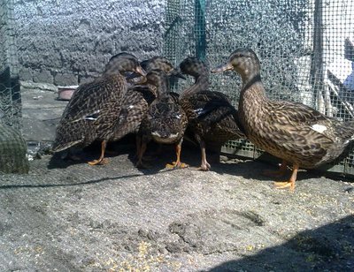 030820121590.jpg (157.76 KiB) Osservato 731 volte 030820121590.jpg