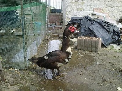 120620121185.jpg (88.64 KiB) Osservato 991 volte 120620121185.jpg