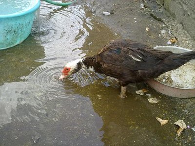 120620121187.jpg (73.18 KiB) Osservato 991 volte 120620121187.jpg