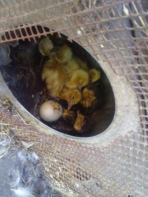 310720121540.jpg (63.82 KiB) Osservato 976 volte 310720121540.jpg