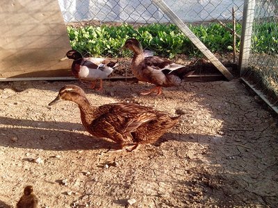 IMG_20120514_190547.jpg (368.97 KiB) Osservato 658 volte IMG_20120514_190547.jpg