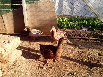 IMG_20120514_190602.jpg (356.52 KiB) Osservato 658 volte IMG_20120514_190602.jpg