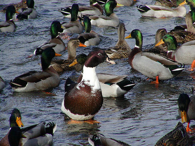 3145724884_db633bae56.jpg (190.65 KiB) Osservato 962 volte 3145724884_db633bae56.jpg