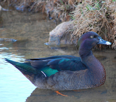 mulard.jpg (88.41 KiB) Osservato 944 volte mulard.jpg