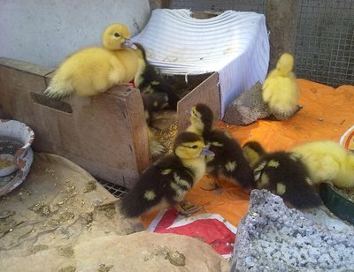 030820121554.jpg (89.27 KiB) Osservato 1597 volte 030820121554.jpg