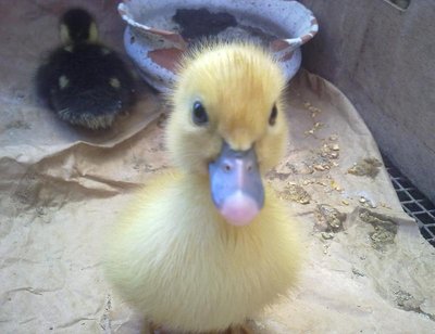 030820121561.jpg (62.07 KiB) Osservato 1597 volte 030820121561.jpg