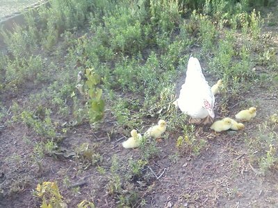 5rid.jpg (124.5 KiB) Osservato 1571 volte 5rid.jpg